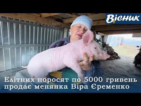 Елітних поросят по 5000 гривень продає менянка Віра Єременко