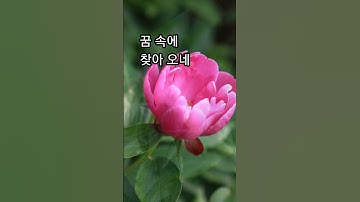 Thumbnail of 모란동백-조영남Peony Camellia -Singer -Cho Young-nam