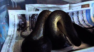 Shaka Zulu striking and eating a large rat!