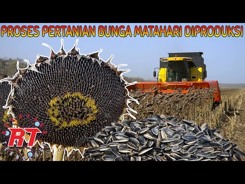 Teknologi Pertanian Bunga Matahari Modern | Tahapan Proses Berkebun Bunga Matahari