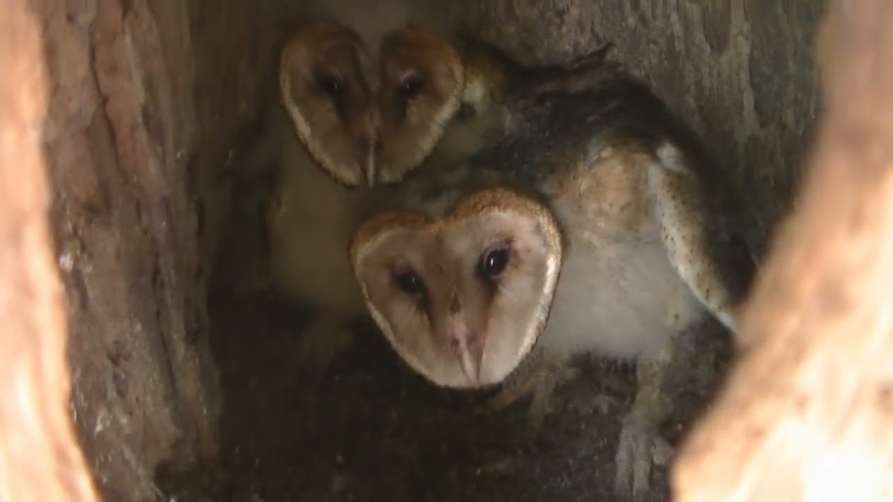 Varios paseos por caminos rurales Santa Fe Argentina 2026