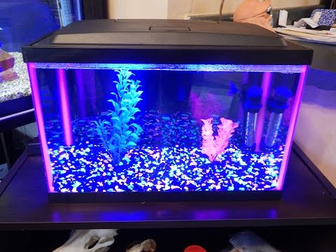 Petsmart 5 Gallon Glofish Tank Review Youtube