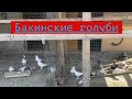 Бакинские голуби Руслана в г Прохладном