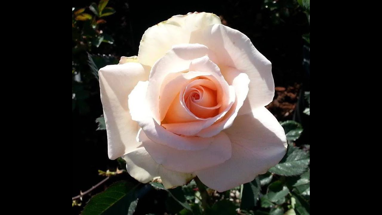 Beautiful Flowers with Sweet Music | #1 | Romantic Relaxing Music Songs