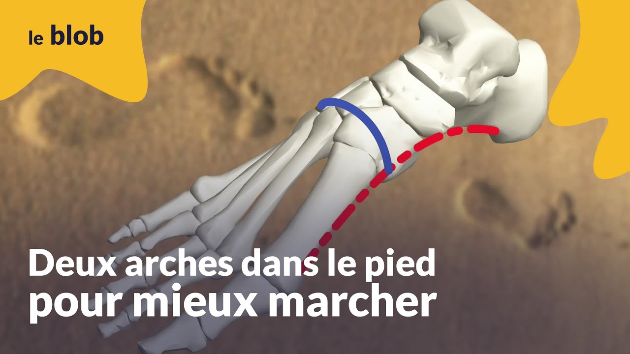 Deux arches dans le pied pour bien marcher | Actu de science - YouTube