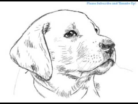 How to Draw a Handsome Labrador Dog | YZArts - YouTube