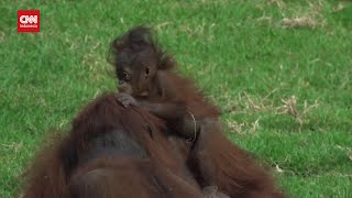 2 Anak Orang Utan Kalimantan Lahir Di Kebun Binatang Meksiko