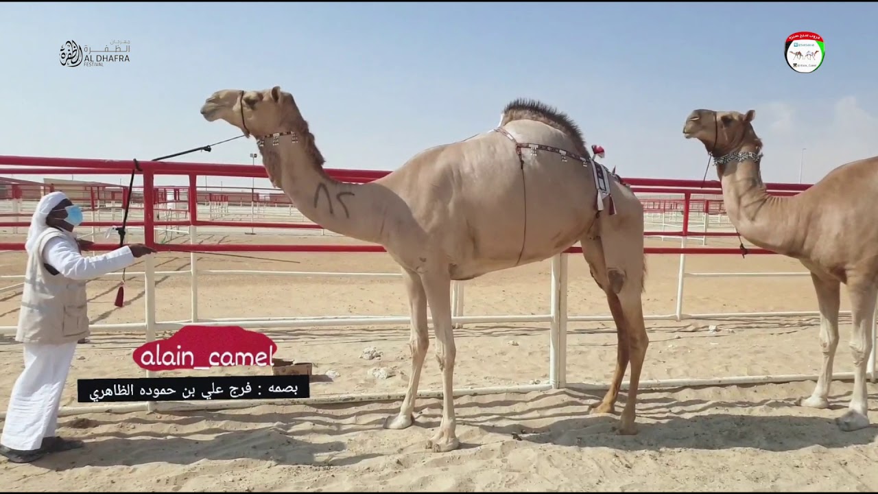 مهرجان الظفرة نتائج للحول المحليات الاصايل الدورة - 14 -   نتائج  12/12/2020