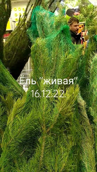 Ель натуральная, спасите кто может. - YouTube