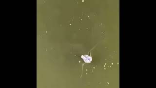 Giant Catfish Eats Duck