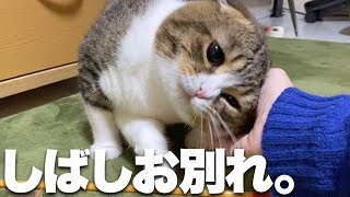 しばしお別れな猫