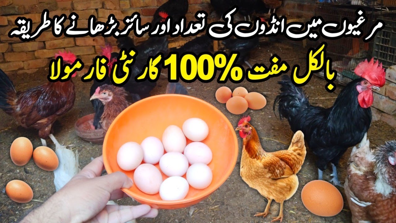 Murgi Chota Anda Q Deti Ha | How to Increase Chicken Egg Size | Poultry Farming 2025 | Mini Zoo