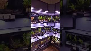 أحواض أسماك الزينة aquarium