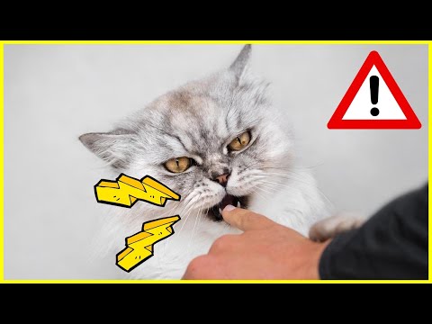 Video: 5 Möglichkeiten, natürliche Abwehrmittel für Katzen herzustellen