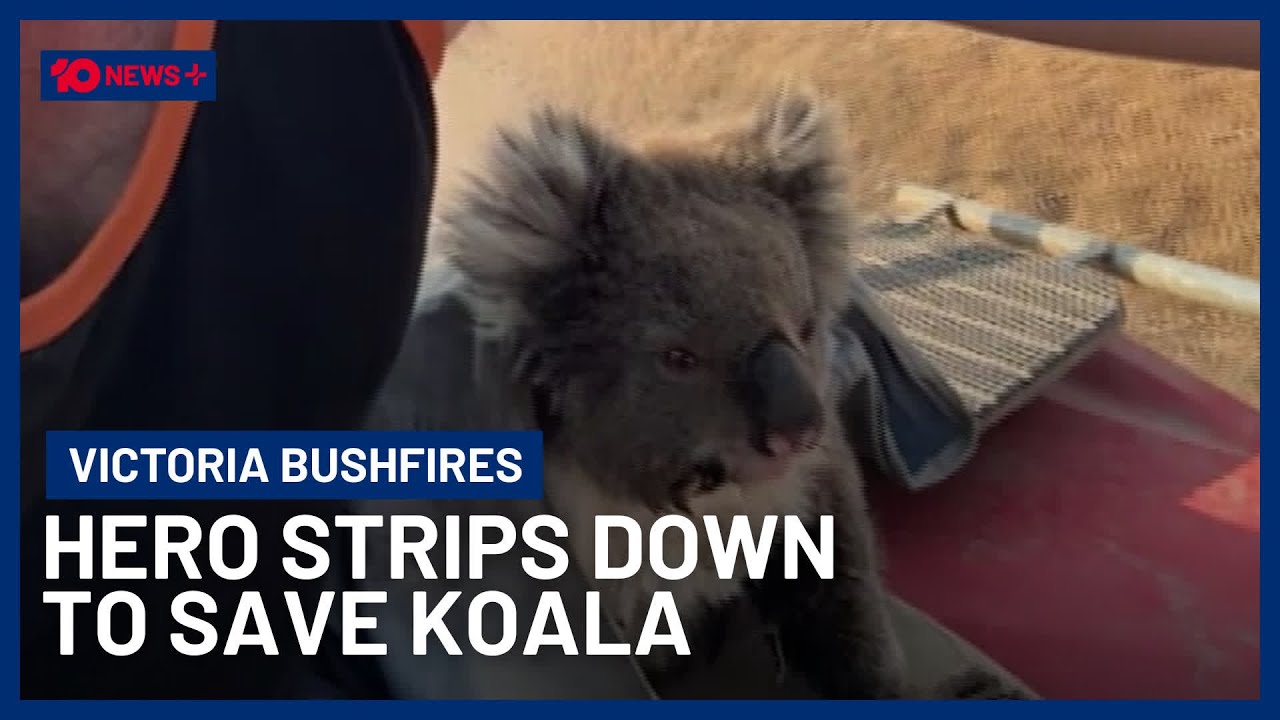 Hero Farmer Strips Down To Save Trapped Koala From Bushfire | 10 News+
