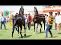 Stallion udayraj face to face stallion dilshaan ransi horse show 2021