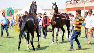 Stallion UdayRaj face to face Stallion Dilshaan Ransi horse show 2021