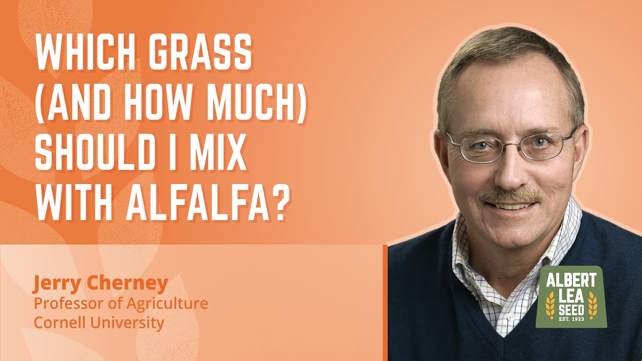 Which Grass (And How Much) Should I Mix With Alfalfa? YouTube