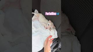 FARFALLINA