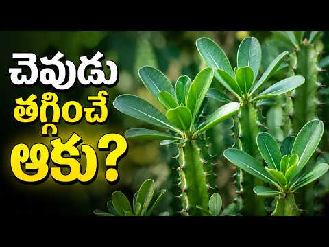 చెవుడు సమస్యకు ప్రకృతి ఇచ్చిన వరం! ఈ మొక్క | Ear Health Tips | Medicinal Plants | Nature Cure
