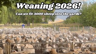 Weaning 2026 | Can We Fit 3,000 Sheep in the Shed?! (Part 2)