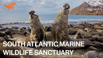 Protecting Our South Atlantic Marine Wildlife Sanctuary