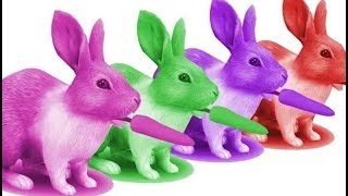 Learn Colors with Rabbits/ طيور الجنة / ماما جابت بيبي