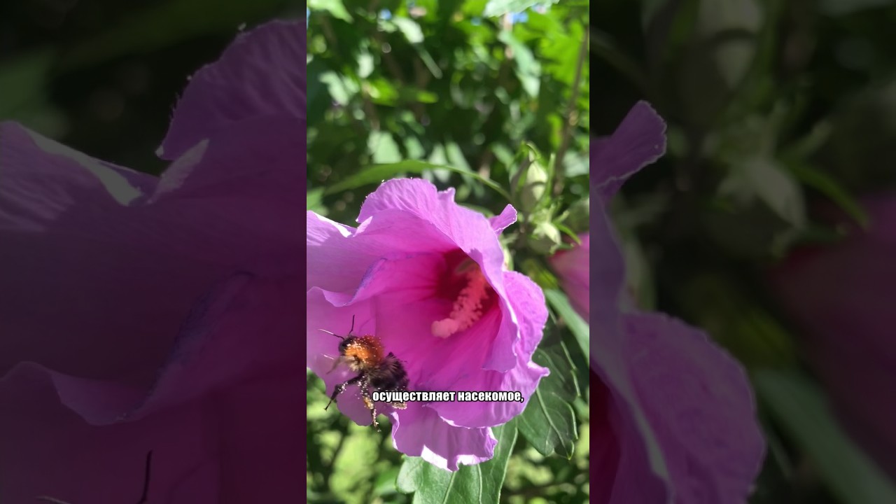 Перекрестное 