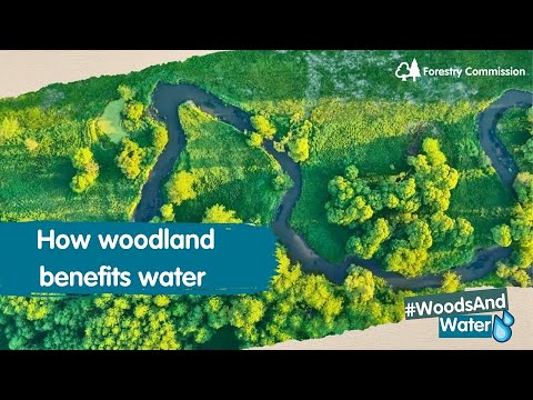 How woodland benefits water