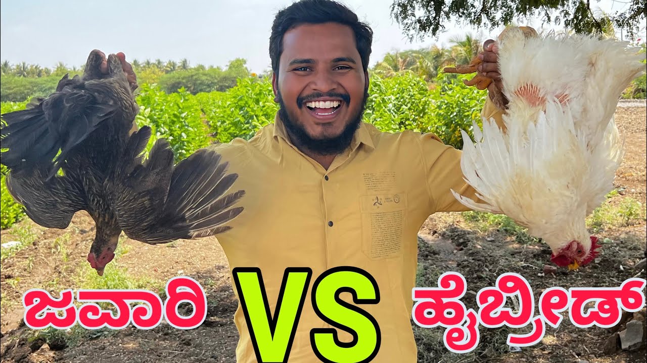 ಜವಾರಿ ಕೋಳಿ VS ಹೇಬ್ರಿಡ್ ಕೋಳಿ 