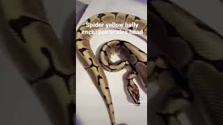 My male spider male ball python