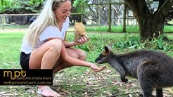 MPT Archives - Welcome aboard Melbourne Private Tours