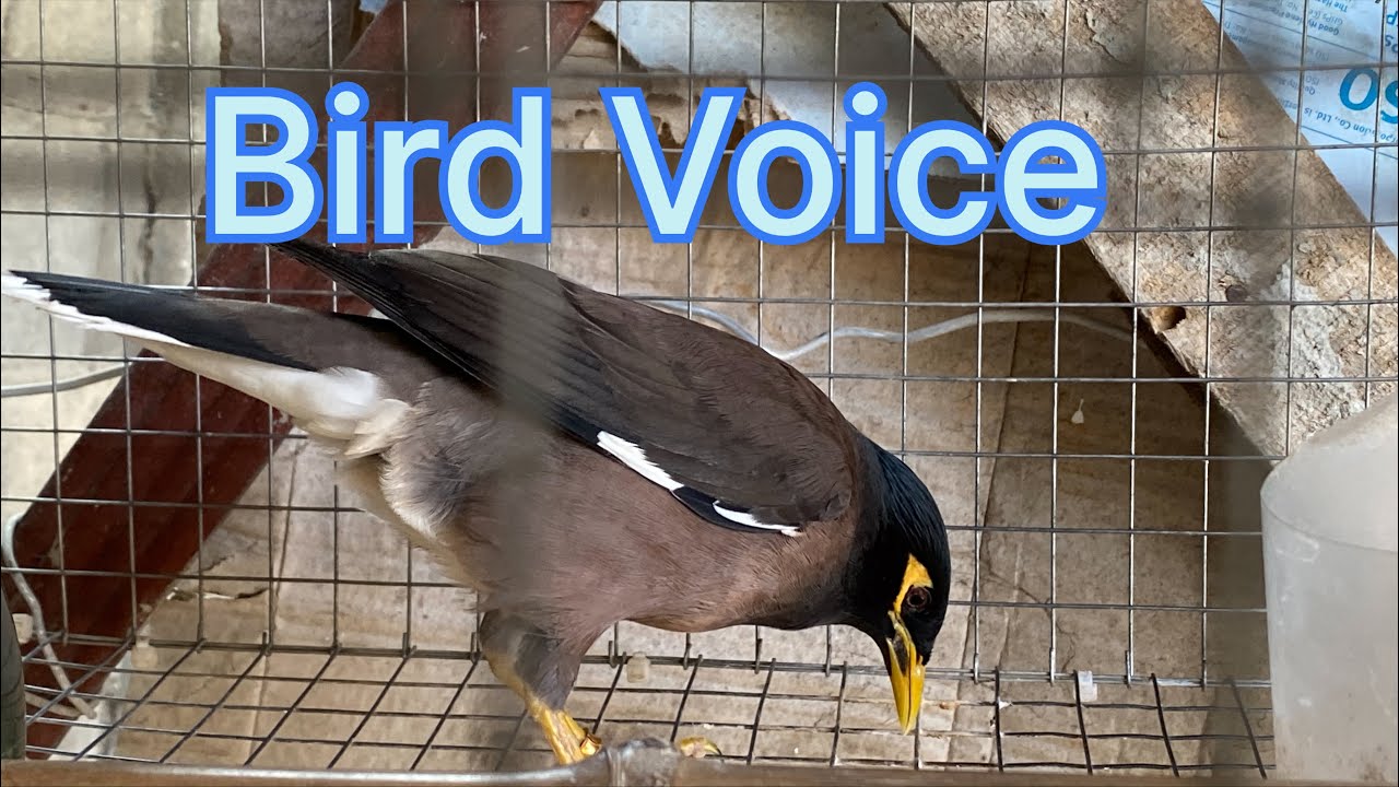 Myna can make sound like ringing the bell