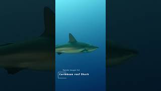 Encounter with Majestic Caribbean Reef Shark in the Cayman Islands!