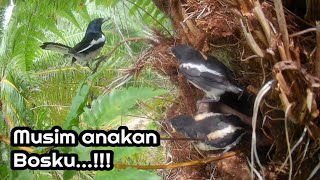 Burung Kacer meloloh anaknya part 3