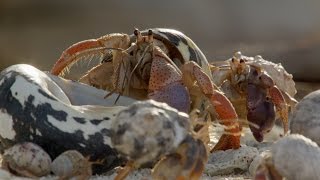 Hermit Crab House Shopping screenshot 4