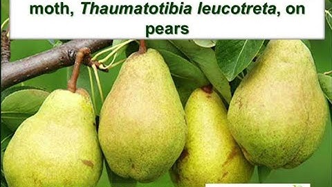 4 Phytosanitary status of false codling moth, Thaumatotibia leucotreta Meyrick Lepidoptera Tortricid