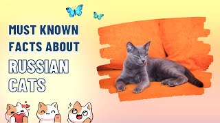 Must Know Russian Blue Cat || Russian Cats || Cute & Spunky Cats by Cute & Spunky Cats 75 views 1 year ago 1 minute, 25 seconds