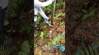 Bamboo Cutting with Electric Shears Process #shorts
