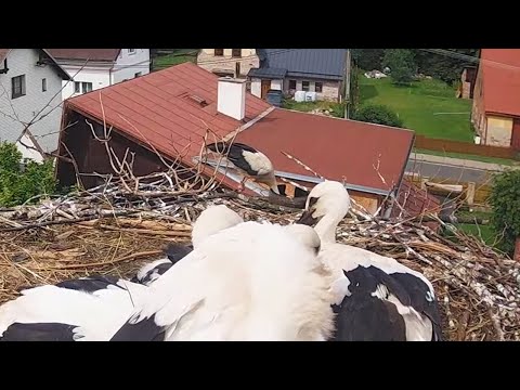 Čápi Mladé Buky