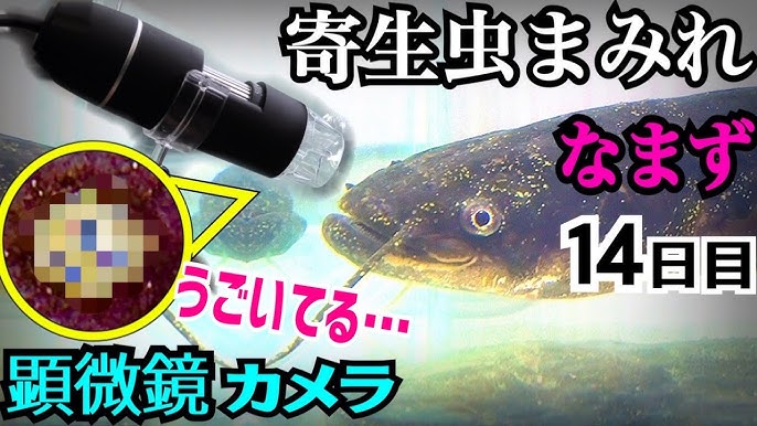 ブラックバスを海へ落とすと危険生物が次々と出てくる Youtube