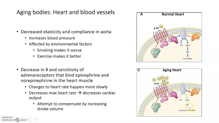 Aging Hearts and Blood Vessels