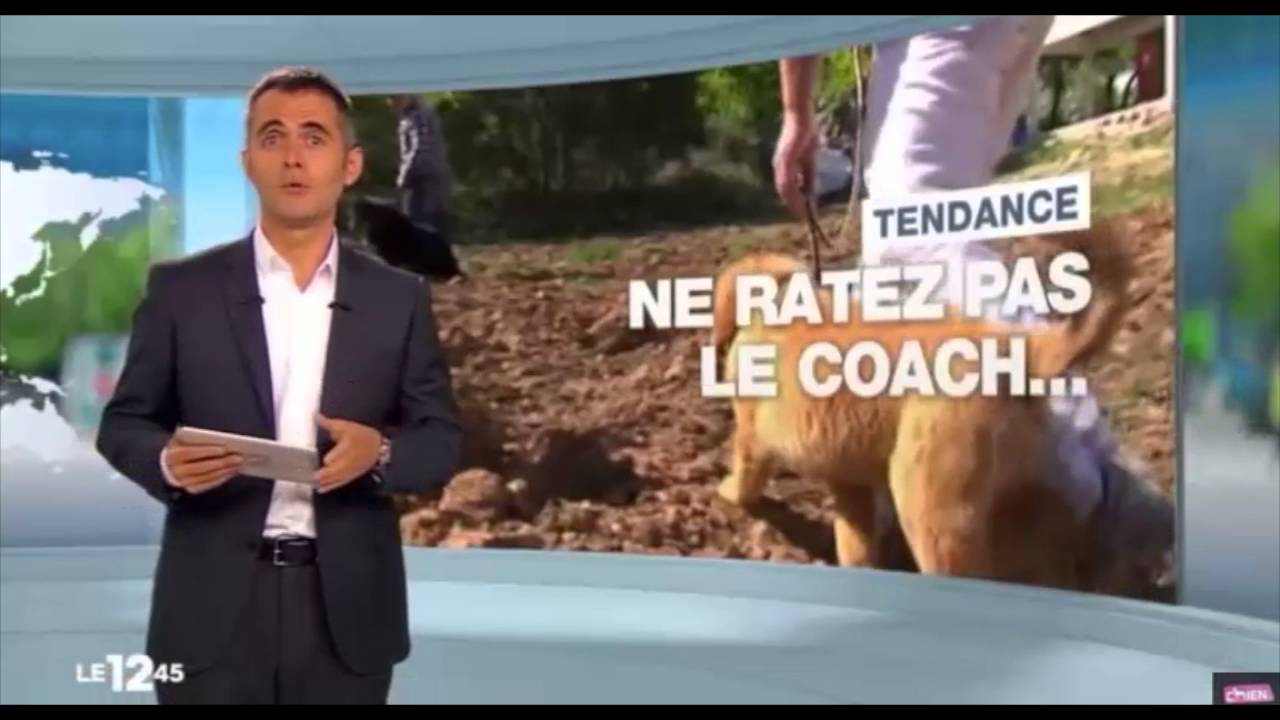 Documentaire coach canin pour M6 - YouTube