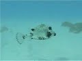 smooth trunkfish