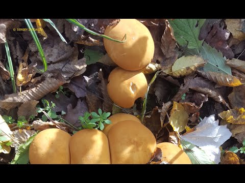 Феолепиота золотистая Phaeolepiota aurea Определитель Съедобность  Лечебные свойства