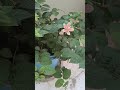 slow cozy vlog summer 🌸🌸🌸❤️❤️ #ytshorts #books #youtube #viral #nature #aesthetic
