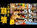 次男卒業→帰宅。マキシマリスト・スティーブやで【犬びよりプラス掲載4コマ連動動画】