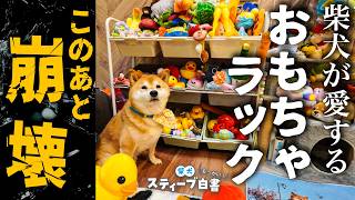 アンチミニマリスト柴犬の新しいおもちゃ収納紹介！マキシマリスト・スティーブやで【犬びよりプラス掲載4コマ連動動画】