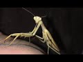 How to take care of a PET PRAYING MANTIS!!