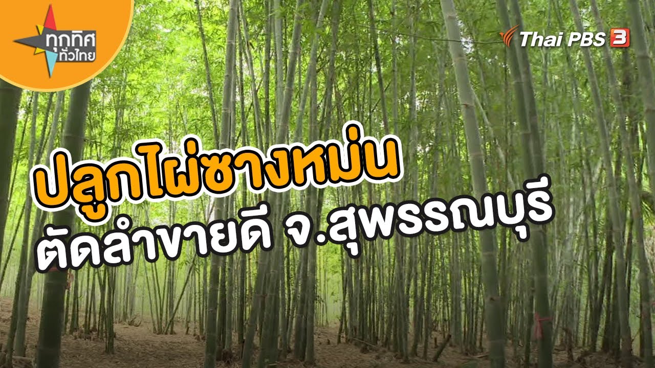 ปลูกไผ่ซางหม่นตัดลำขายดี จ.สุพรรณบุรี | อาชีพทั่วไทย
